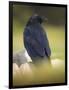 Common Raven, Corvus corax, Yellowstone, Montana-Maresa Pryor-Framed Photographic Print