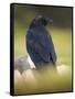 Common Raven, Corvus corax, Yellowstone, Montana-Maresa Pryor-Framed Stretched Canvas