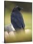 Common Raven, Corvus corax, Yellowstone, Montana-Maresa Pryor-Stretched Canvas