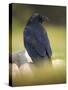 Common Raven, Corvus corax, Yellowstone, Montana-Maresa Pryor-Stretched Canvas