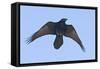 Common Raven in Flight-null-Framed Stretched Canvas