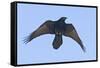 Common Raven in Flight-null-Framed Stretched Canvas