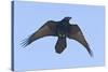 Common Raven in Flight-null-Stretched Canvas