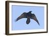 Common Raven in Flight-null-Framed Photographic Print