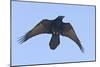 Common Raven in Flight-null-Mounted Photographic Print