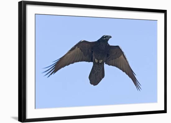 Common Raven in Flight-null-Framed Photographic Print