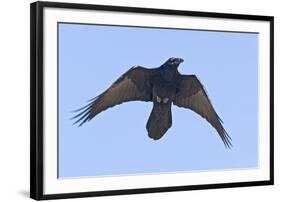 Common Raven in Flight-null-Framed Photographic Print