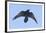 Common Raven in Flight-null-Framed Photographic Print