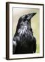 Common Raven, Jasper National Park Alberta Canada-BGSmith-Framed Photographic Print