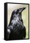 Common Raven, Jasper National Park Alberta Canada-BGSmith-Framed Stretched Canvas