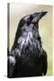 Common Raven, Jasper National Park Alberta Canada-BGSmith-Stretched Canvas