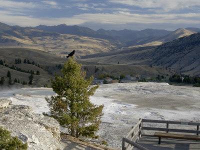 https://imgc.allpostersimages.com/img/posters/common-raven-mammoth-hot-springs-yellowstone-national-park-wyoming-usa_u-L-P86PL40.jpg?artPerspective=n