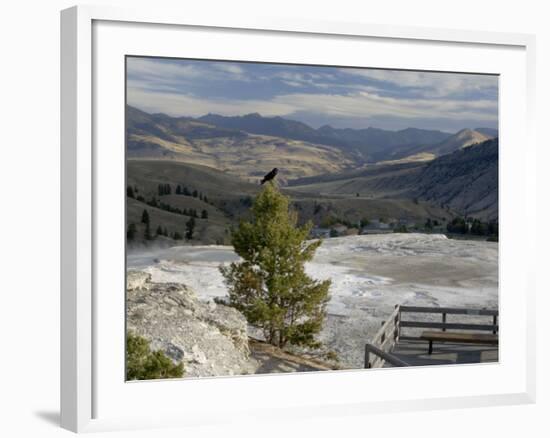 Common Raven, Mammoth Hot Springs, Yellowstone National Park, Wyoming, USA-Rolf Nussbaumer-Framed Photographic Print