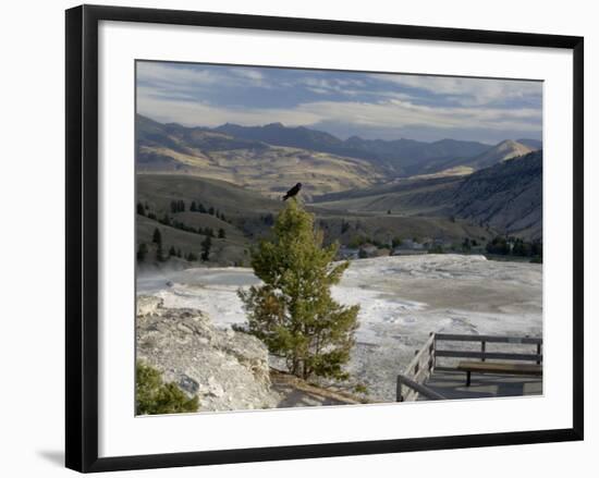 Common Raven, Mammoth Hot Springs, Yellowstone National Park, Wyoming, USA-Rolf Nussbaumer-Framed Photographic Print