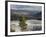 Common Raven, Mammoth Hot Springs, Yellowstone National Park, Wyoming, USA-Rolf Nussbaumer-Framed Photographic Print