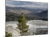 Common Raven, Mammoth Hot Springs, Yellowstone National Park, Wyoming, USA-Rolf Nussbaumer-Mounted Photographic Print