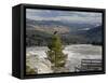 Common Raven, Mammoth Hot Springs, Yellowstone National Park, Wyoming, USA-Rolf Nussbaumer-Framed Stretched Canvas