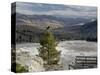 Common Raven, Mammoth Hot Springs, Yellowstone National Park, Wyoming, USA-Rolf Nussbaumer-Stretched Canvas