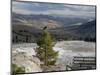 Common Raven, Mammoth Hot Springs, Yellowstone National Park, Wyoming, USA-Rolf Nussbaumer-Mounted Photographic Print