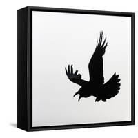 Common Raven Screaming-Arthur Morris-Framed Stretched Canvas