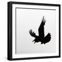 Common Raven Screaming-Arthur Morris-Framed Premium Photographic Print