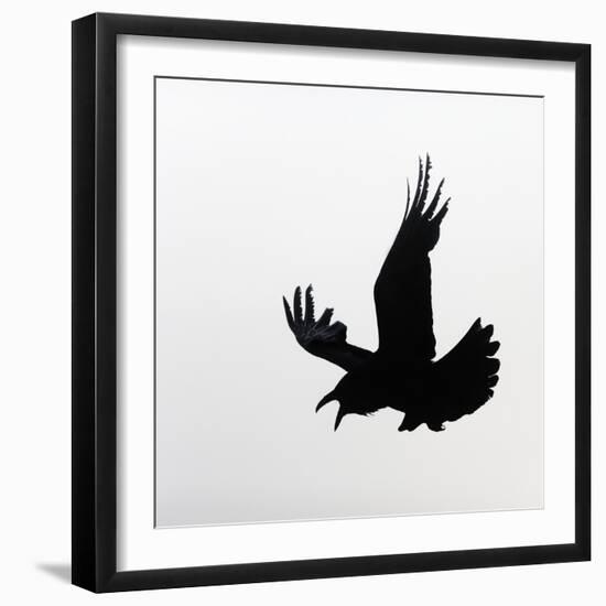 Common Raven Screaming-Arthur Morris-Framed Premium Photographic Print