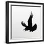 Common Raven Screaming-Arthur Morris-Framed Premium Photographic Print