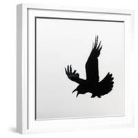 Common Raven Screaming-Arthur Morris-Framed Photographic Print