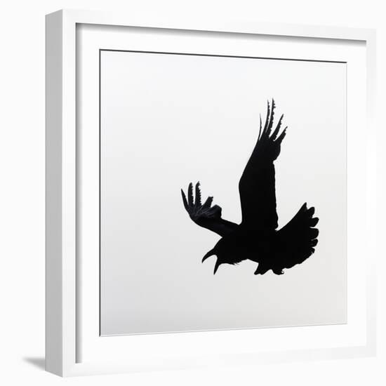 Common Raven Screaming-Arthur Morris-Framed Photographic Print