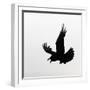 Common Raven Screaming-Arthur Morris-Framed Photographic Print