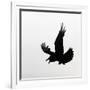 Common Raven Screaming-Arthur Morris-Framed Photographic Print