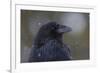 Common raven, winter close-up-Ken Archer-Framed Photographic Print