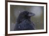 Common raven, winter close-up-Ken Archer-Framed Photographic Print