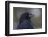 Common raven, winter close-up-Ken Archer-Framed Photographic Print