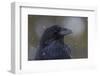 Common raven, winter close-up-Ken Archer-Framed Photographic Print