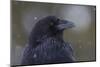 Common raven, winter close-up-Ken Archer-Mounted Photographic Print