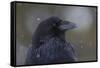 Common raven, winter close-up-Ken Archer-Framed Stretched Canvas