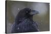 Common raven, winter close-up-Ken Archer-Stretched Canvas