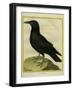 Common Raven-Georges-Louis Buffon-Framed Giclee Print