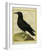 Common Raven-Georges-Louis Buffon-Framed Giclee Print