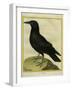 Common Raven-Georges-Louis Buffon-Framed Giclee Print