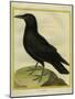 Common Raven-Georges-Louis Buffon-Mounted Giclee Print