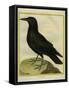 Common Raven-Georges-Louis Buffon-Framed Stretched Canvas