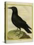 Common Raven-Georges-Louis Buffon-Stretched Canvas