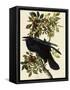 Common Raven-John James Audubon-Framed Stretched Canvas