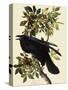 Common Raven-John James Audubon-Stretched Canvas