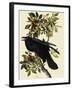 Common Raven-John James Audubon-Framed Giclee Print