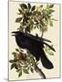 Common Raven-John James Audubon-Mounted Giclee Print