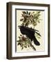 Common Raven-John James Audubon-Framed Giclee Print
