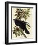 Common Raven-John James Audubon-Framed Giclee Print